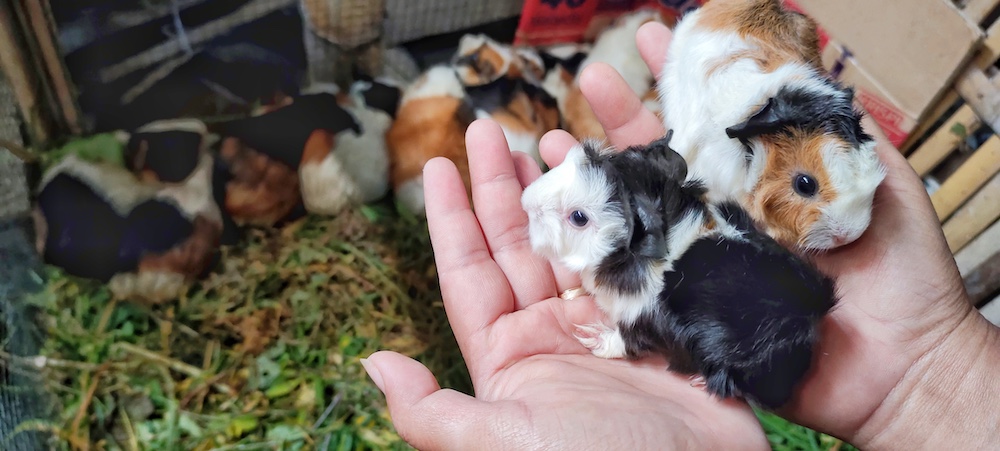 Kleintiergehege für Nager